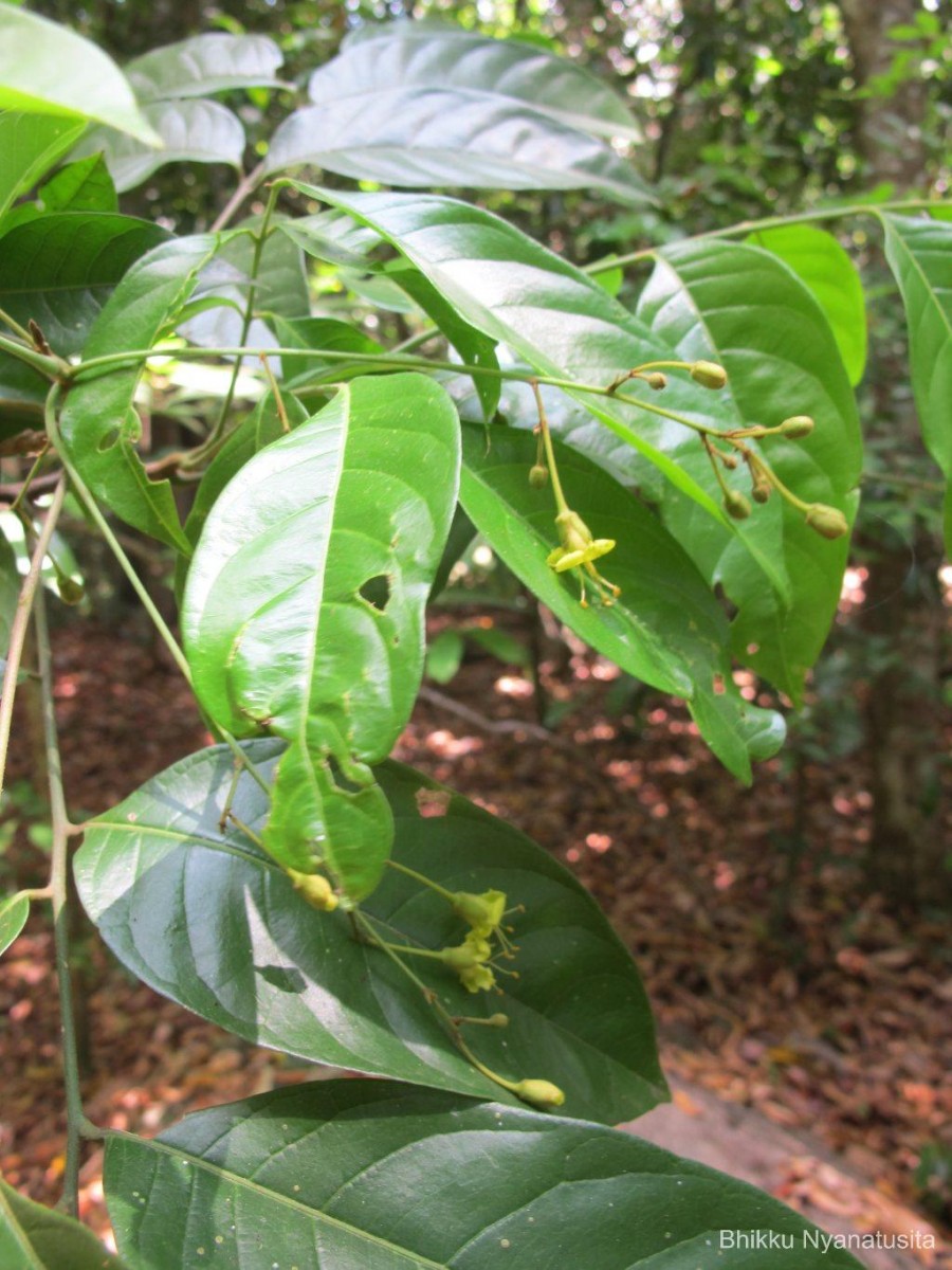 Harpullia arborea (Blanco) Radlk.